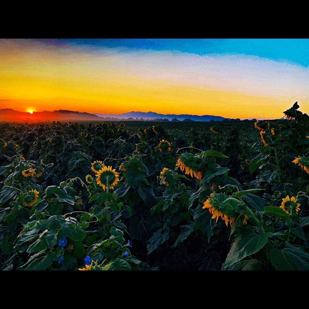 Nature’s Beauty